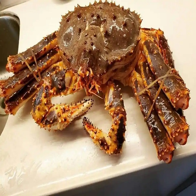 russian-king-crab